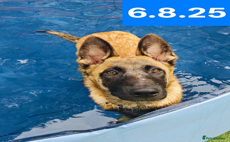 Belgian Shepherd Dog dogs in Newport - Advert 2