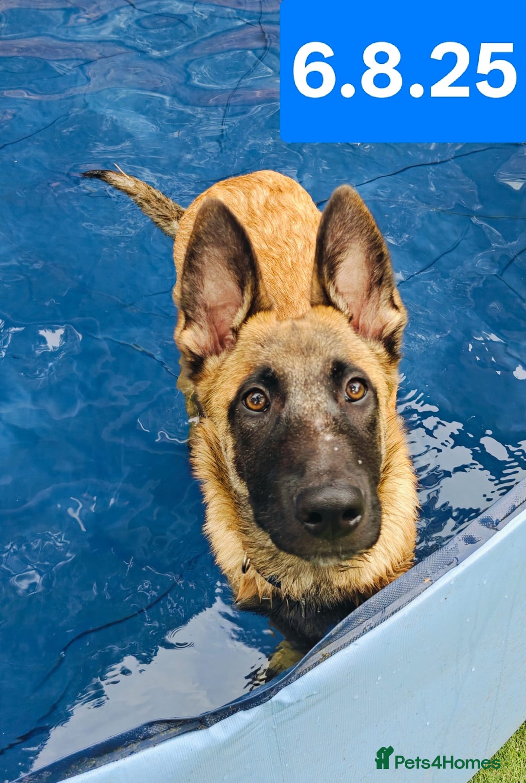 Belgian Shepherd Dog dogs for sale: KC Reg Belgian Shepherd Malinois pups for sale in Newport - Image 1
