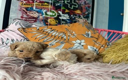 Maltipoo dogs for sale: 💗💙 **  TOY MALTIPOOS💗💙 - Image 12