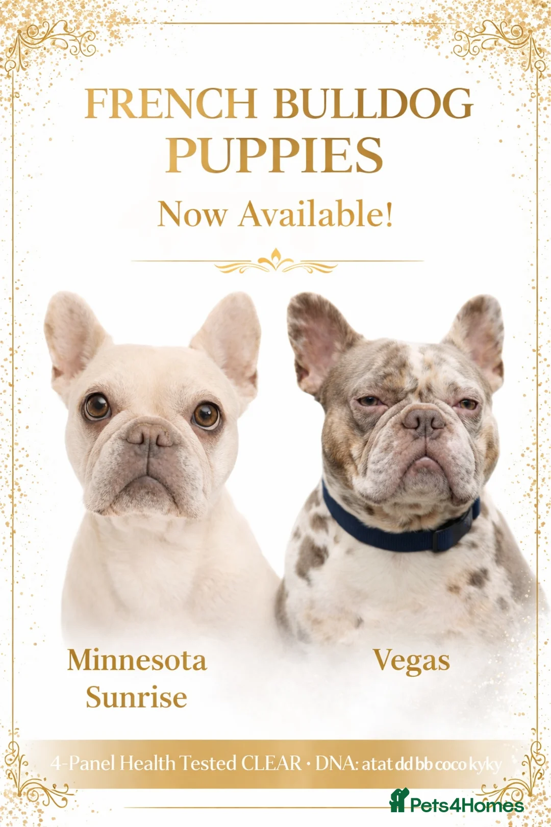 French Bulldog dogs for sale: 💥👀 NEW SHADE ISABELLA, MERLE TRI LILAC   - Advert 31