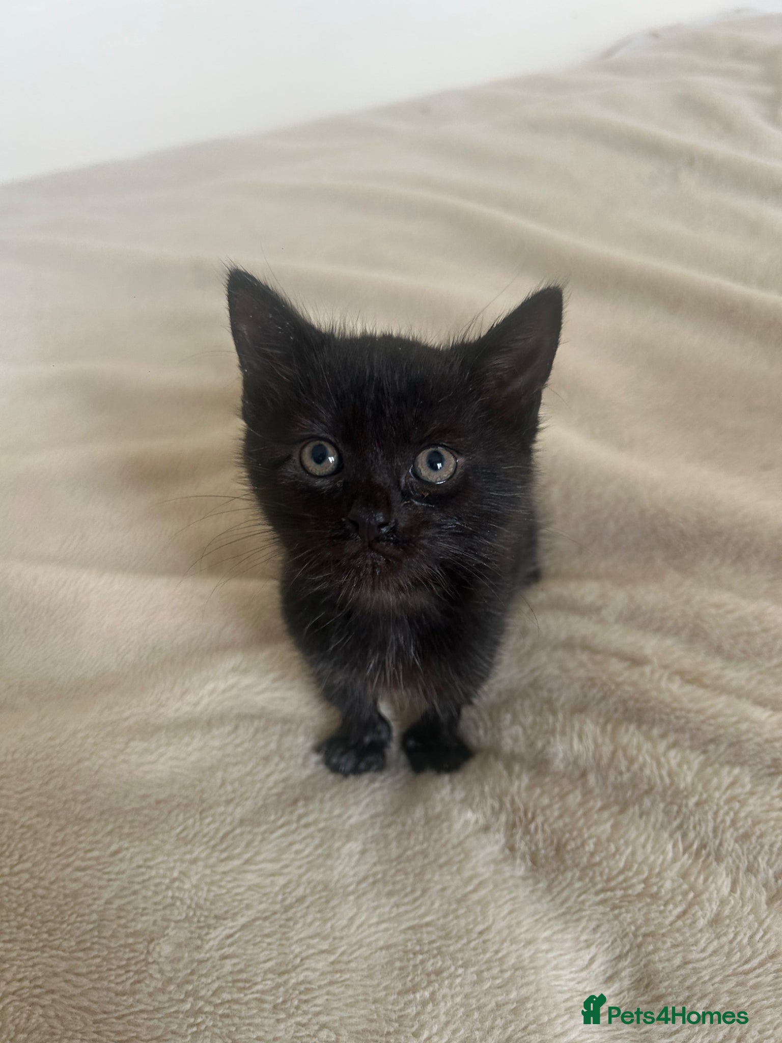 Mixed Breed cats Beautiful kittens for sale  - Advert 20