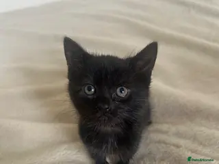 Mixed Breed cats Beautiful kittens for sale - Advert 20