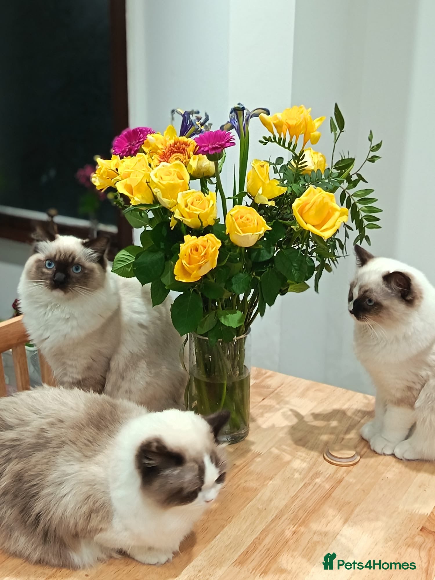 Ragdoll cats 🎀Beautiful Ragdoll’s 🎀 - Advert 7