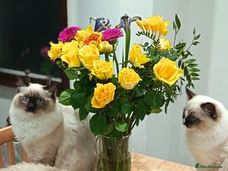 Ragdoll cats 🎀Beautiful Ragdoll’s 🎀 - Advert 14