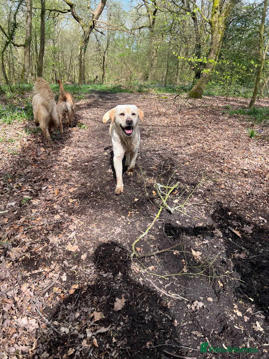 Labrador Retriever dogs for stud: Fully health tested yellow Labrador FOR STUD  in Leyland - Advert 2