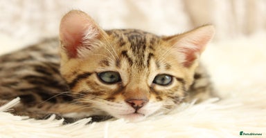 Bengal cats - Advert 14