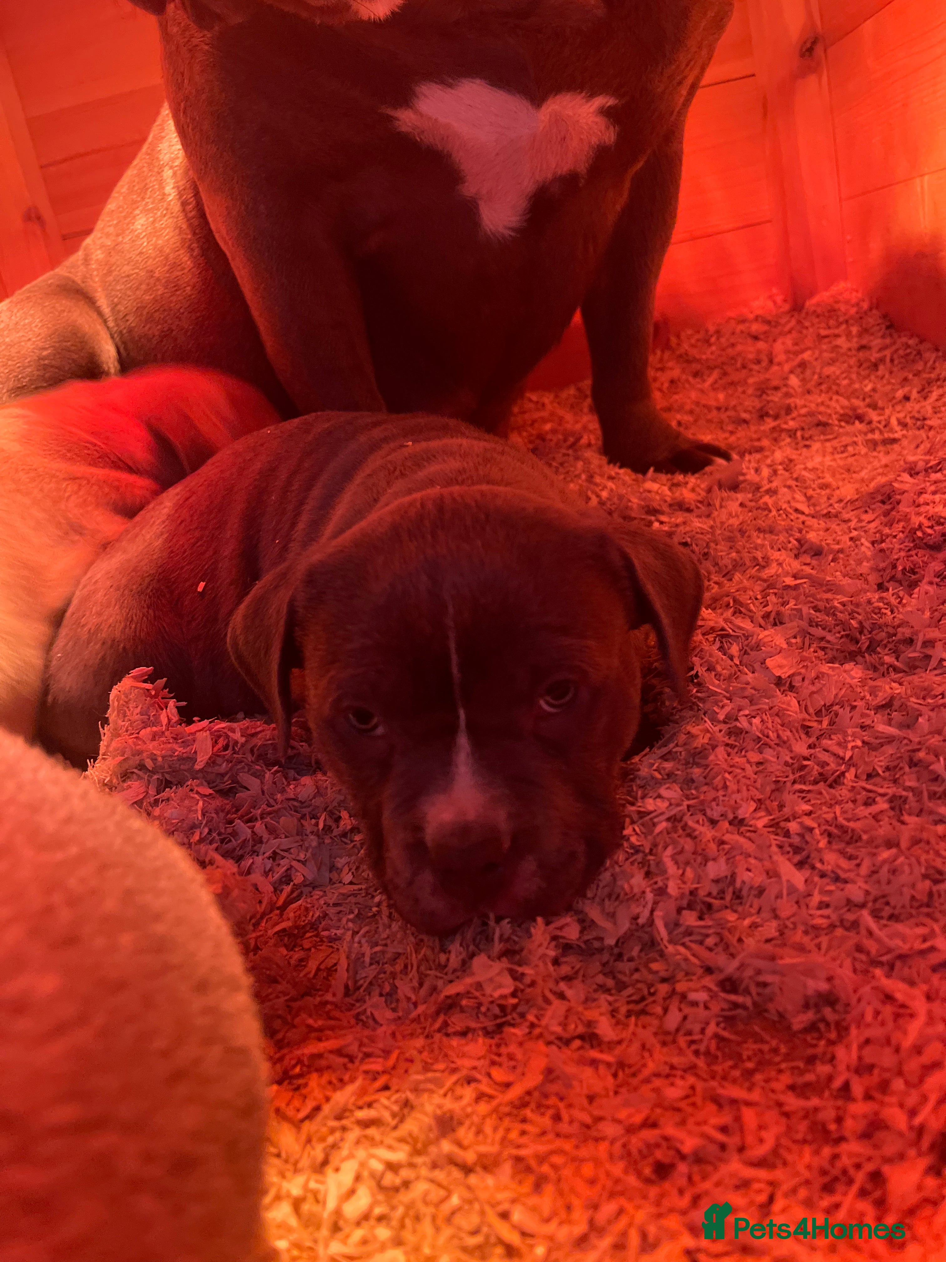 American Bully dogs Standard American bullys  - Advert 1