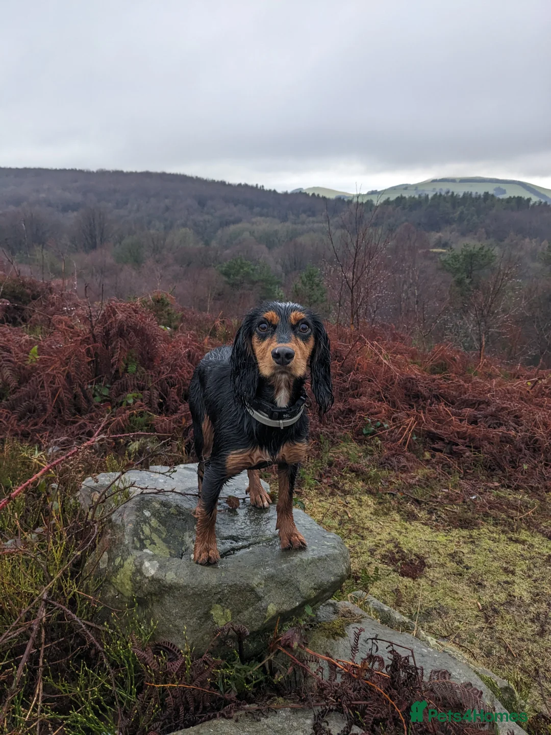 Cocker Spaniel dogs for sale: Stunning Working Cocker - Advert 7