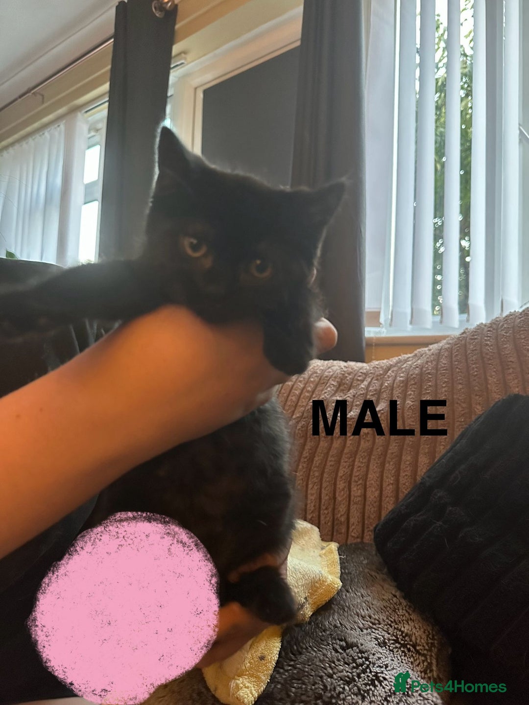 British Shorthair cats for sale: Beautiful Lively Kittens   - Image 10