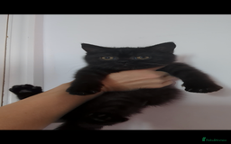 British Shorthair cats for sale: Ready now!! British shorthair kittens  - Image 18