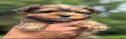 Yorkshire Terrier dogs for stud: Gorgeous Health test Ocean Pearl Yorkshire Terrier - Advert 8