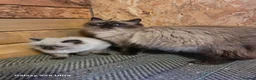Ragdoll cats for sale: 1 Ragdoll boy left  - Advert 5