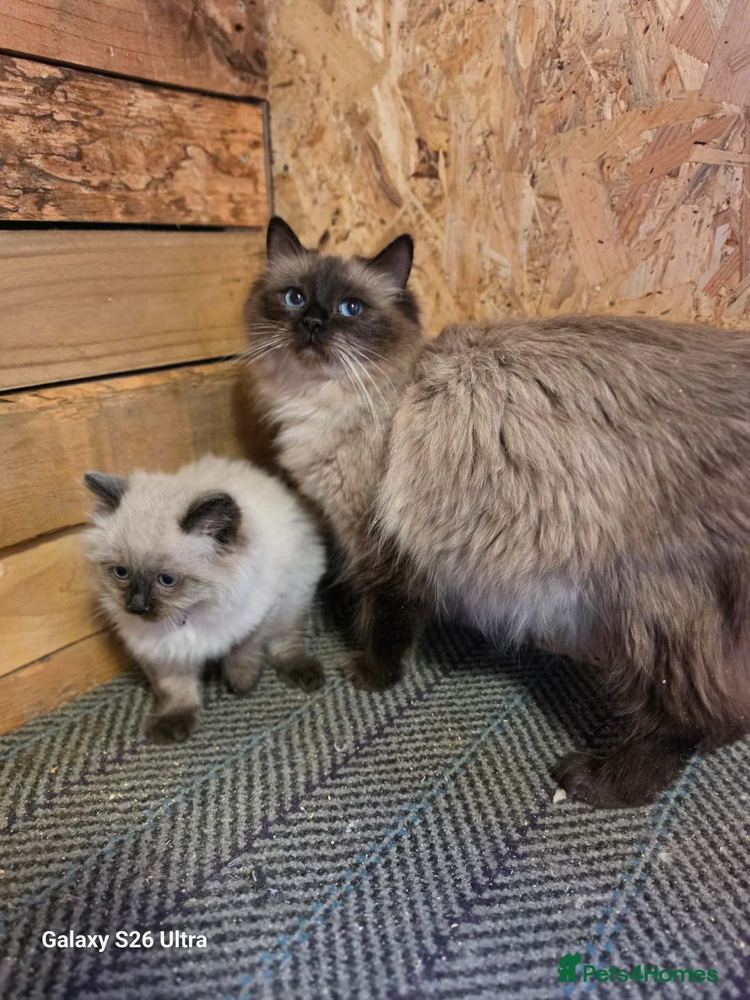 Ragdoll cats for sale: 1 Ragdoll boy left  - Advert 5