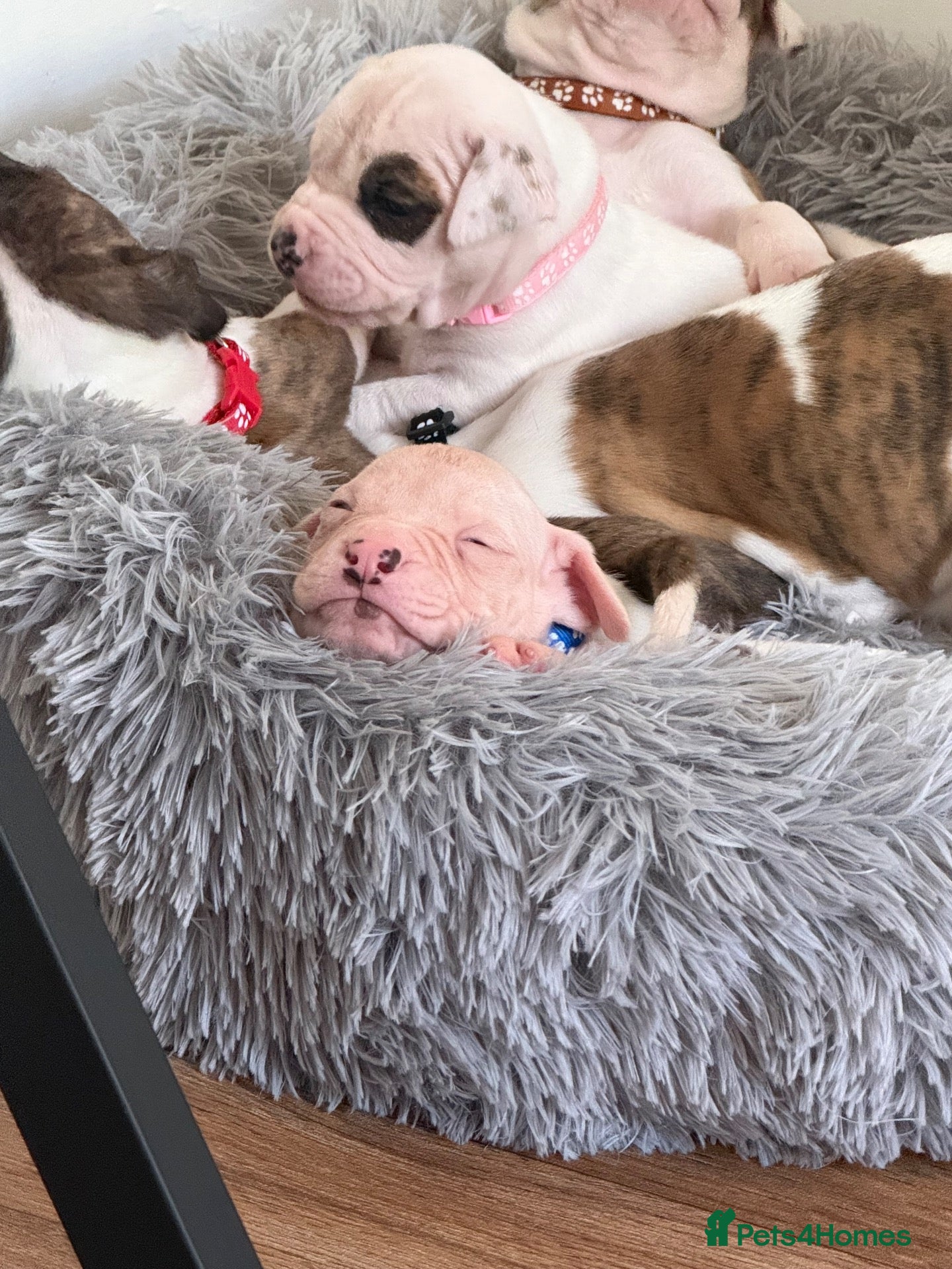 American Bulldog dogs 2 Puppies Left!!! - Advert 11