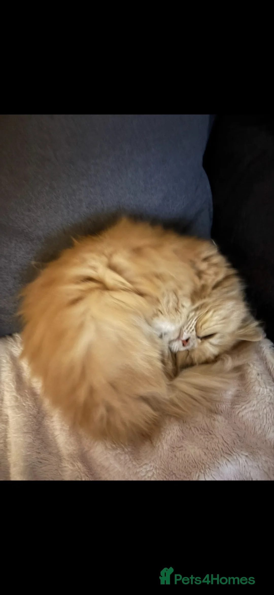 Persian cats for sale: Persian cat  - Advert 3