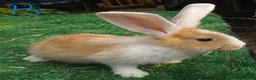 Continental Giant rabbits for sale: PURE Continental Giants VACCINATED 3 IN 1 RESERVE  - Advert 7