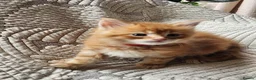 Maine Coon cats for sale: Maine Coon Litter of 5 now reserving - Advert 7