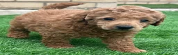 Toy Poodle dogs for sale: Kc red toy poodle puppys - Advert 6