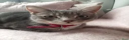 Mixed Breed cats for sale: British blue cross 3 half years old approx  - Advert 2