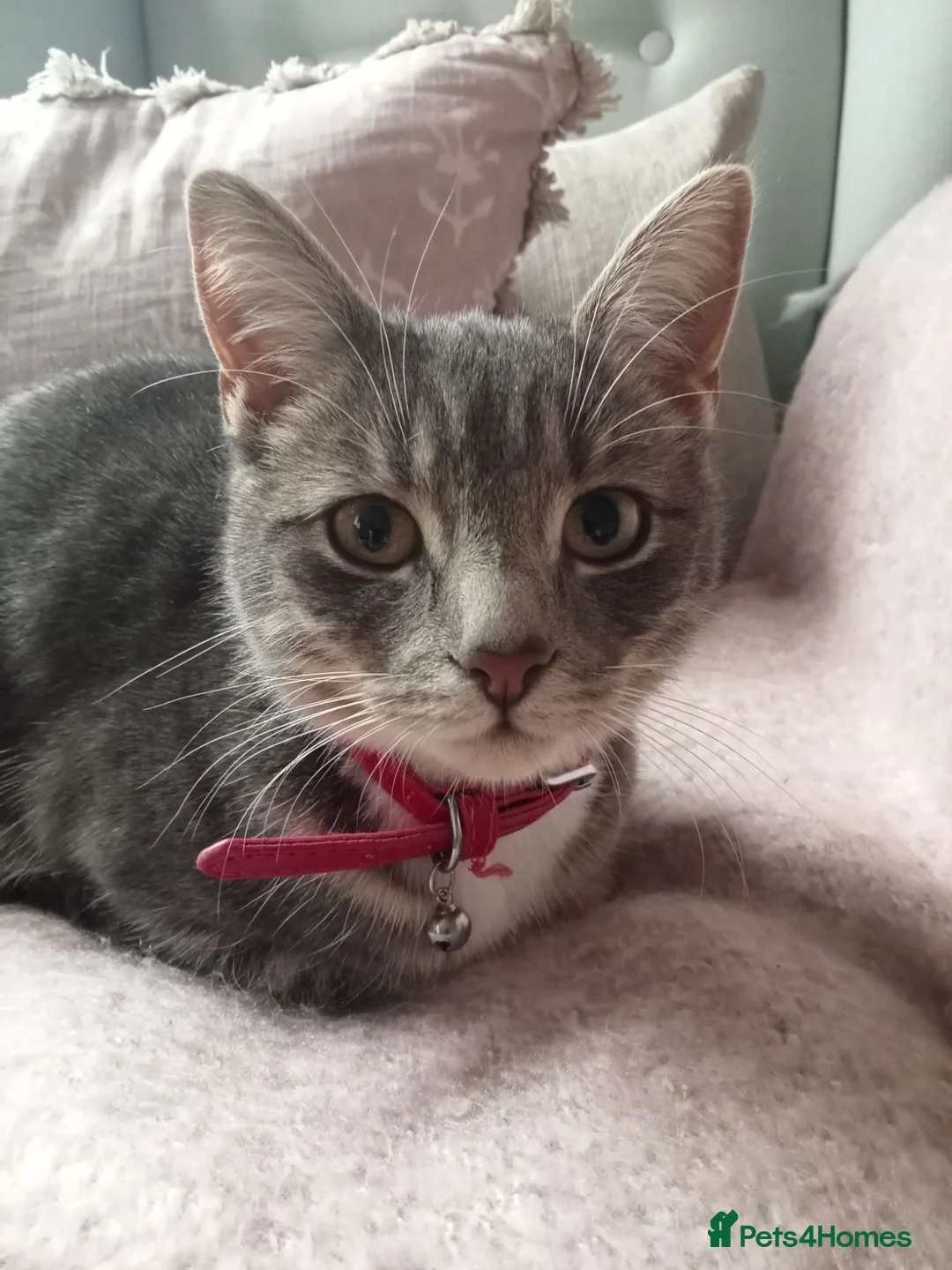 Mixed Breed cats for sale: British blue cross 3 half years old approx  - Advert 2