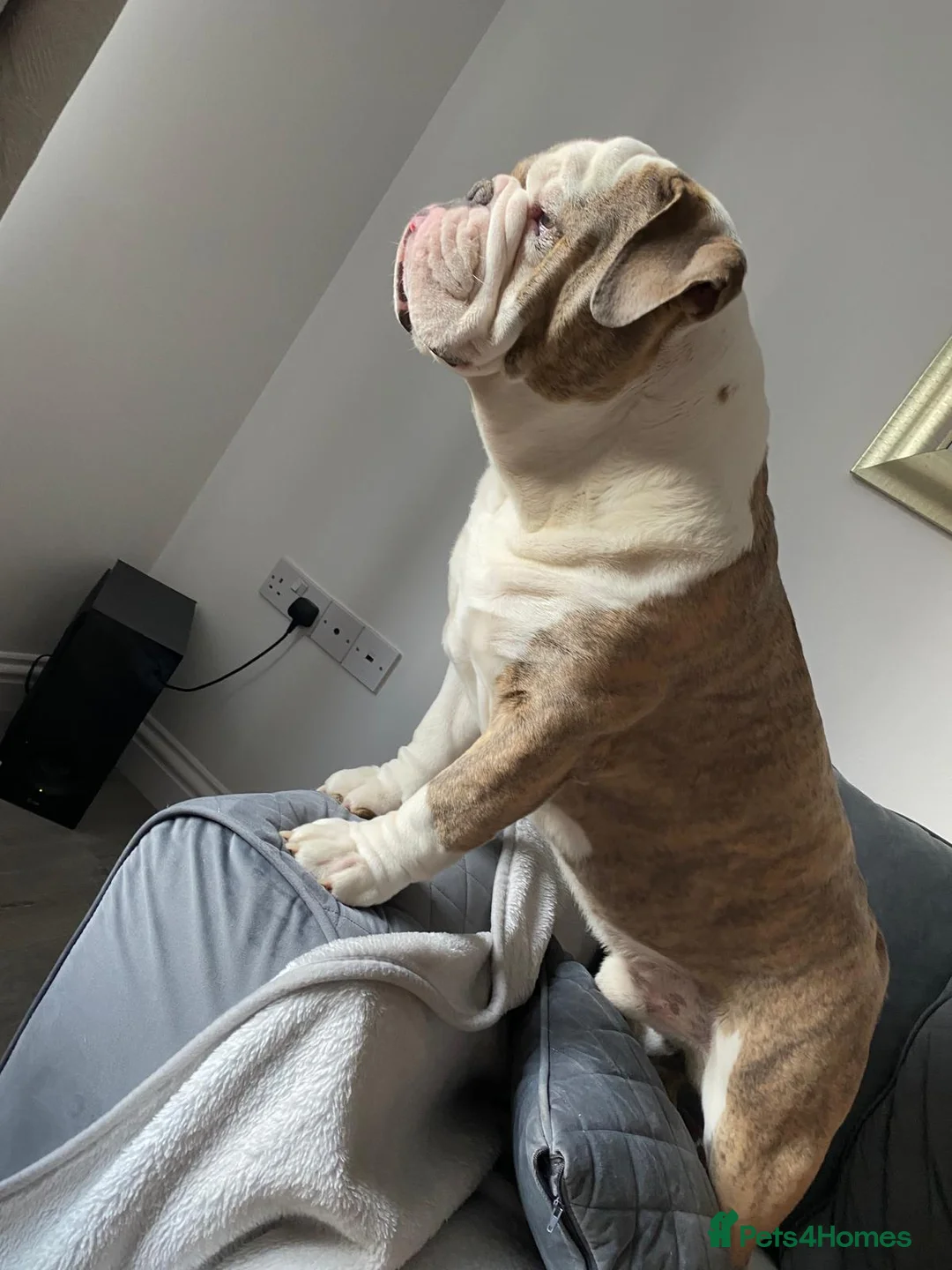 English Bulldog dogs for stud: British bulldog stud - Advert 2