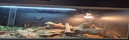 Bearded Dragon reptiles for sale: Bearded Dragon for Sale in Peterborough - Advert 4
