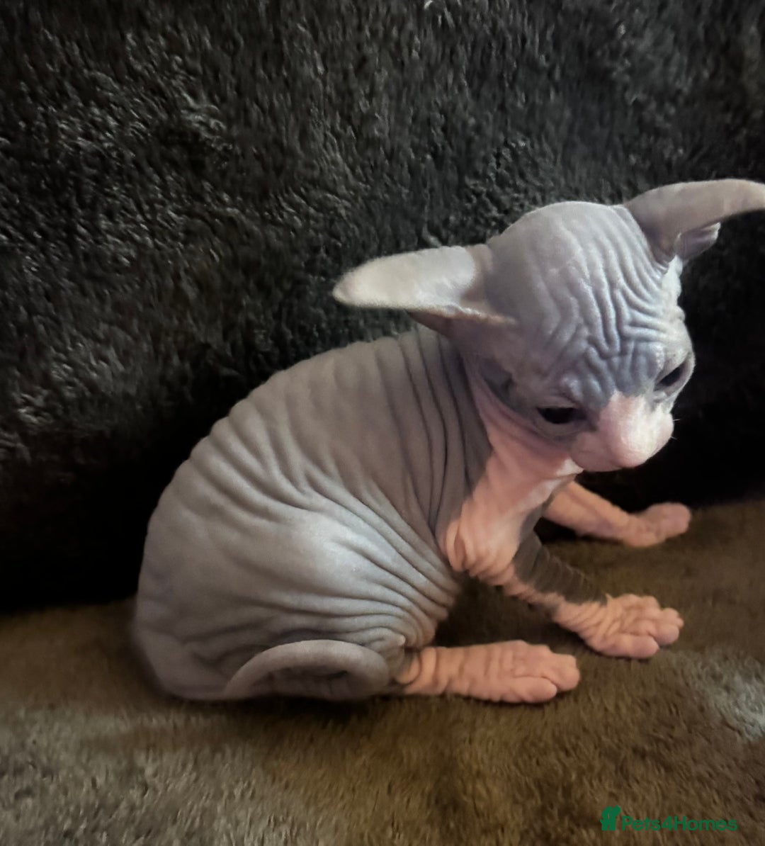 Sphynx cats for sale: Adorable female Sphynx  - Advert 3