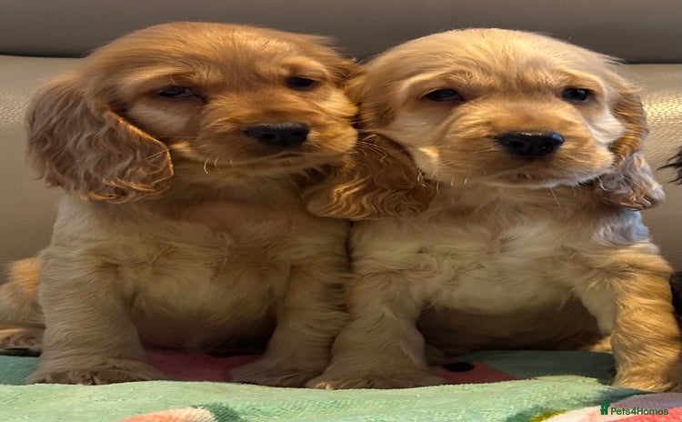Cocker Spaniel dogs - Advert 4