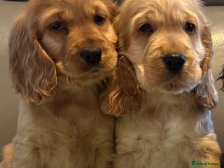 Cocker Spaniel dogs - Advert 6