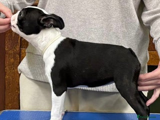 Boston Terrier dogs Beautiful Boston girl - Advert 1