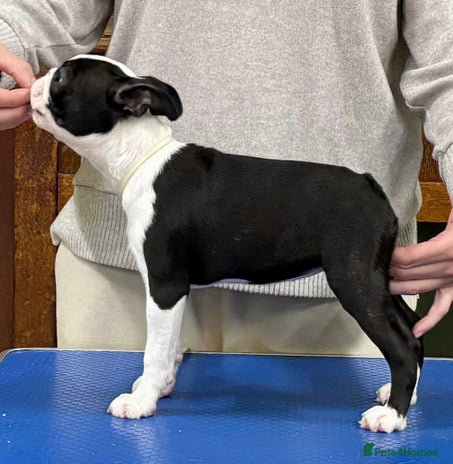 Boston Terrier dogs Beautiful Boston girl - Advert 1