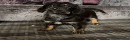 Doxiepoo dogs for sale: Doxiepoo puppies (minature) - Advert 8