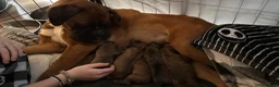 Boxer dogs for sale: 🐾 Exceptional KC Registered Boxer Puppies 🐾 - Advert 14