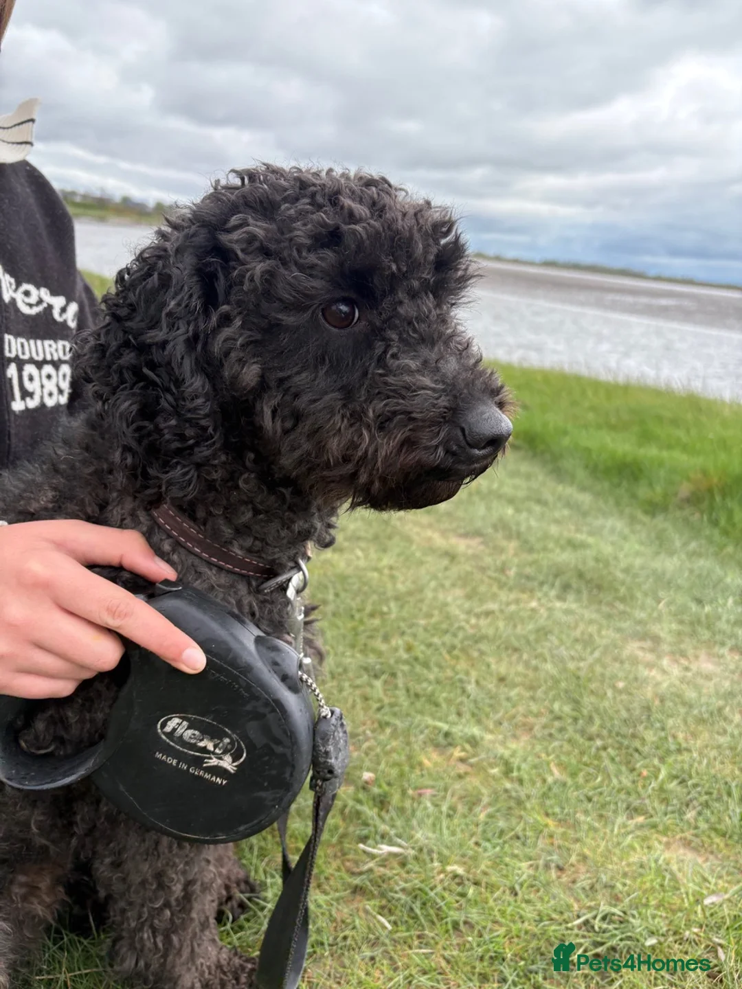 Cockapoo dogs for sale: Wilson – Cockapoo for Sale in Wigton - Advert 1