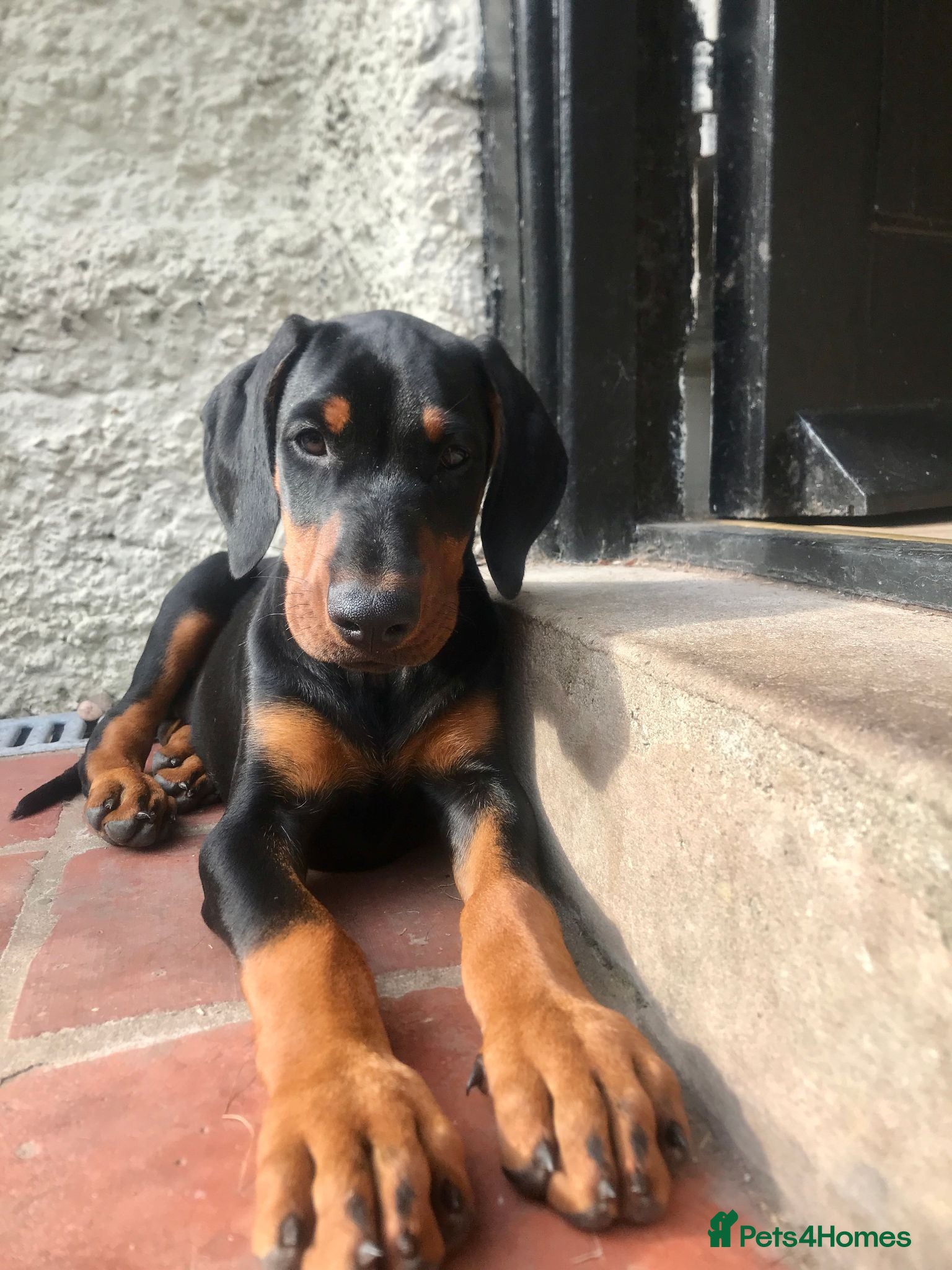 Dobermann dogs Mr Blue- A truly Free Range Doberman - Advert 2