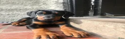 Dobermann dogs for sale: Mr Blue- A truly Free Range Doberman - Advert 2