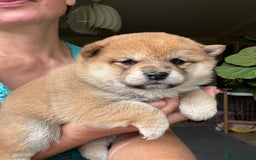 Japanese Shiba Inu dogs for sale: KC reg Japanese Shiba Inu puppies  - Image 3