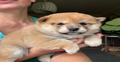 Japanese Shiba Inu dogs - Advert 9