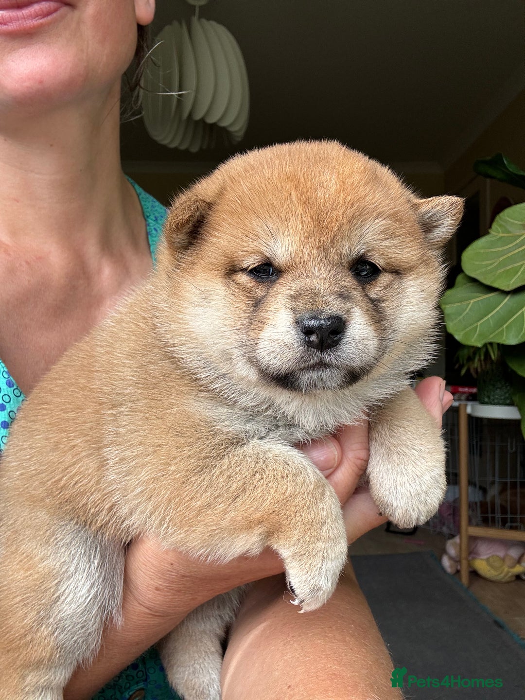Japanese Shiba Inu dogs for sale: KC reg Japanese Shiba Inu puppies  - Image 3