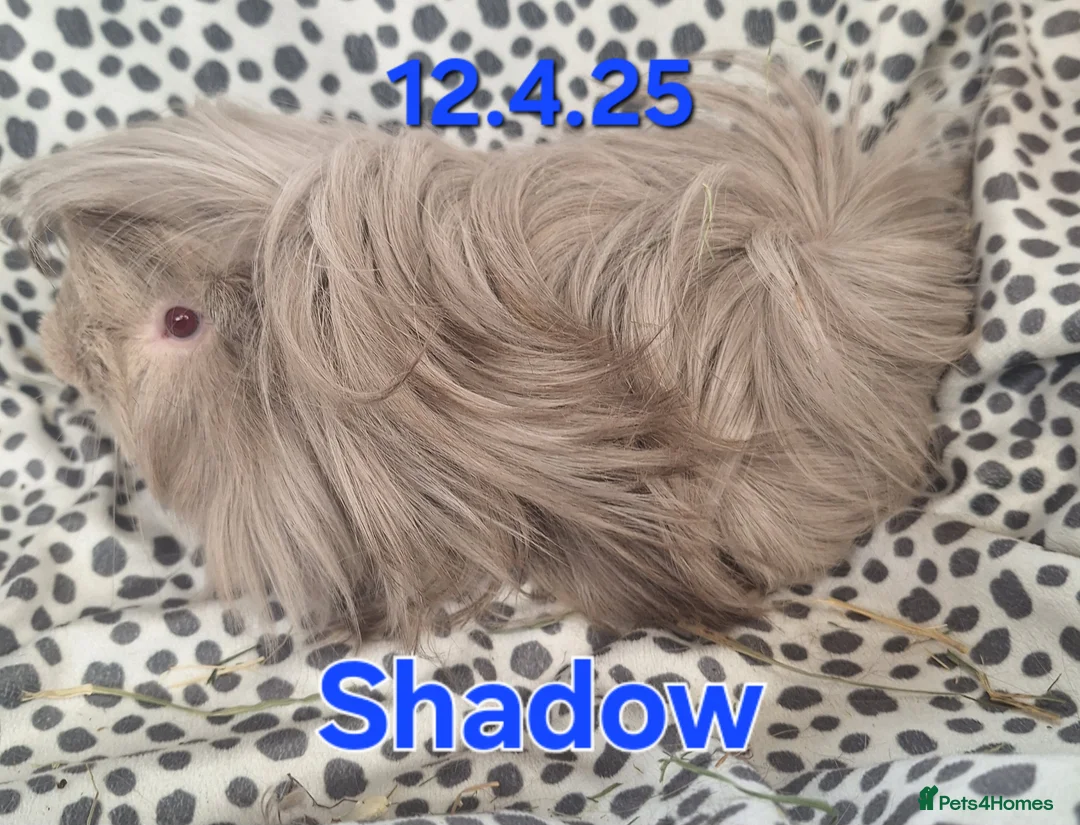 Guinea Pig rodents for sale: Adult guinea pigs  - Advert 2