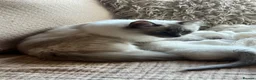 Ragdoll cats for sale: Stunning chunky Blue Point Ragdolls in Newport - Advert 22
