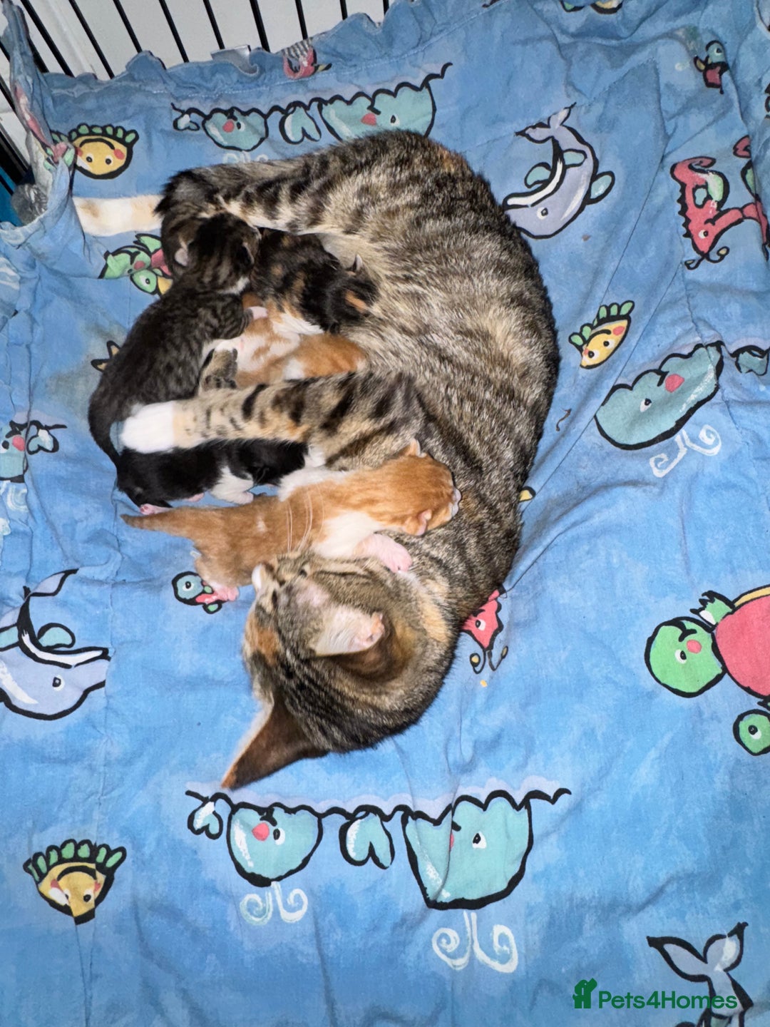 Mixed Breed cats for sale: Tigers angel - Image 9