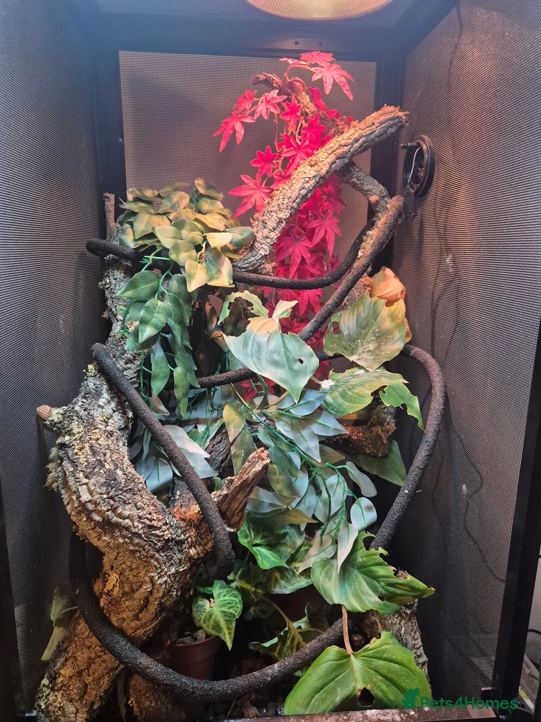 Chameleon reptiles for sale: Chameleon & Fully Set-Up Terrarium  in Birmingham - Advert 2