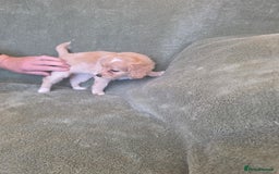 Cockapoo dogs for sale: BEAUTIFUL F1B COCKAPOO BABBIES  - Image 3