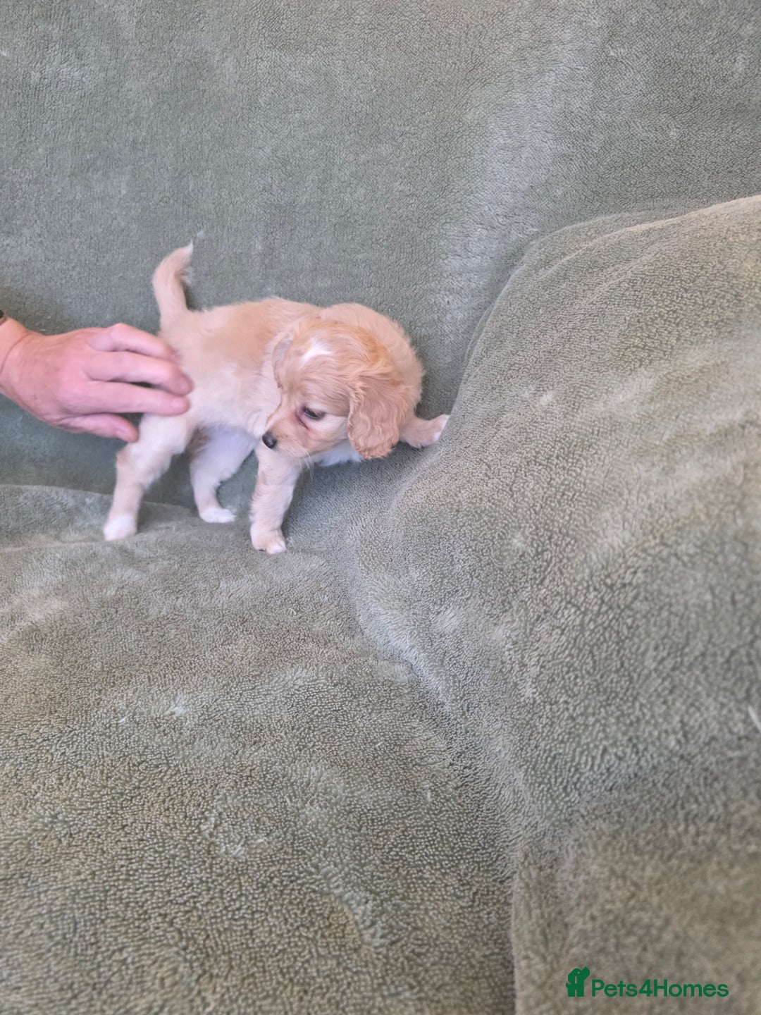 Cockapoo dogs for sale: BEAUTIFUL F1B COCKAPOO BABBIES  - Image 3
