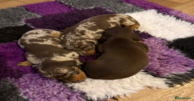 Miniature Dachshund dogs Pra clear ready now miniature dachshunds  - Advert 2