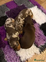 Miniature Dachshund dogs Pra clear ready now miniature dachshunds - Advert 10
