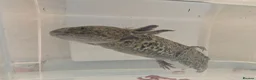 Axolotl reptiles for sale: 3 females hypo axolotl babies - Advert 10