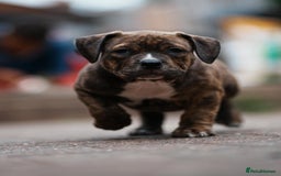 American Bully dogs for sale: Champion Bloodline American Pocket Bully Puppies - Image 23