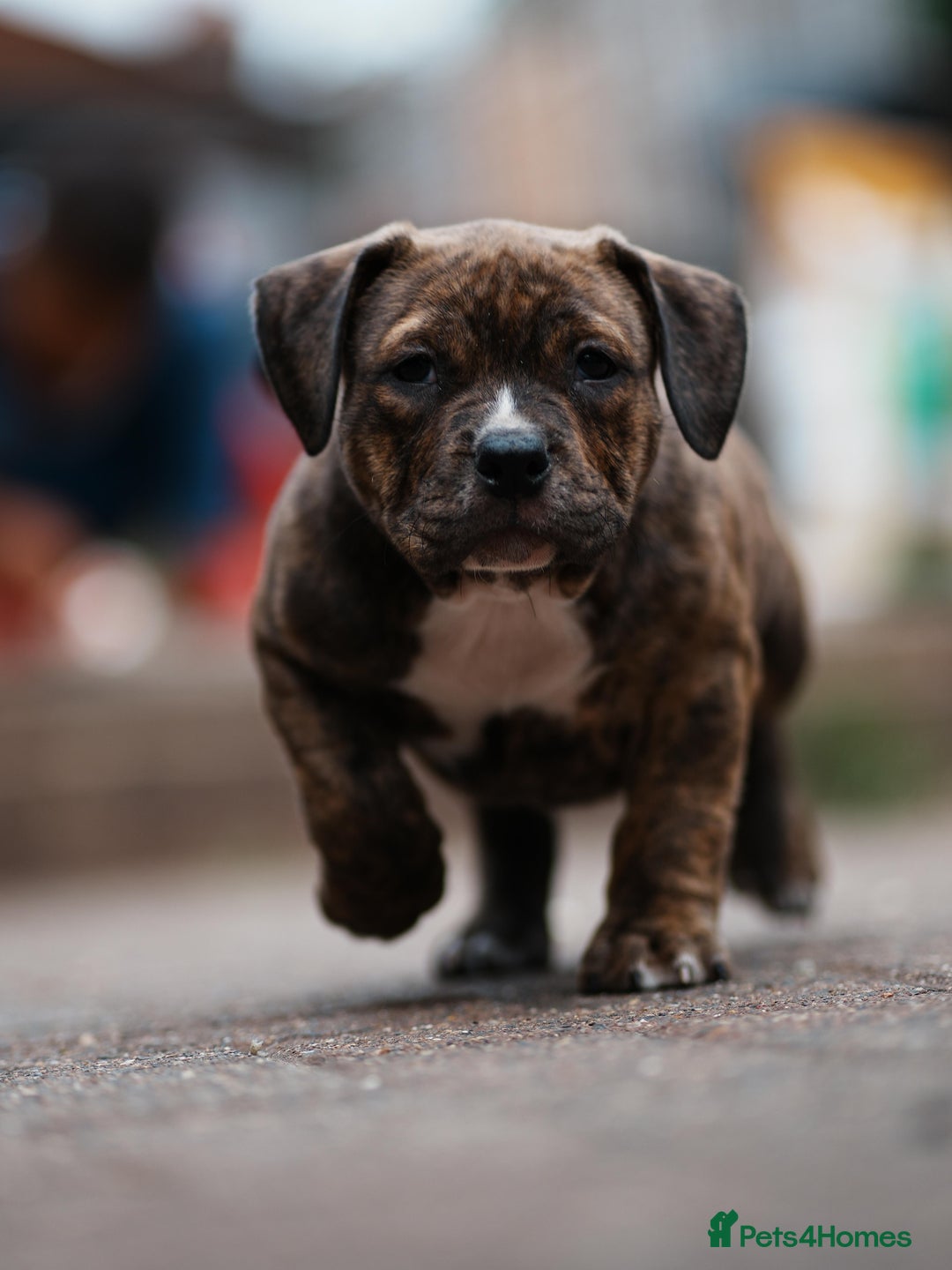 American Bully dogs for sale: Champion Bloodline American Pocket Bully Puppies - Image 23